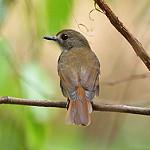 Fulvous-chested Jungle Flycatcher / Cyornis olivaceus