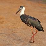 Asian Woolly-necked Stork / Ciconia episcopus