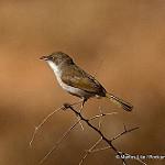 Karoo Eremomela / Eremomela gregalis