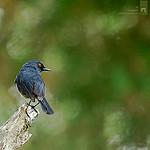 Белобрюхий шолакили / Sholicola albiventris