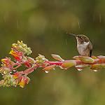 Volcano Hummingbird / Selasphorus flammula