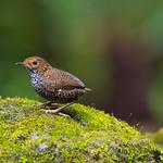 Бесхвостые тимелии / Pnoepygidae фото