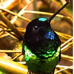 Dusky Starfrontlet / Coeligena orina