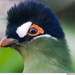 Hartlaub's Turaco / Tauraco hartlaubi