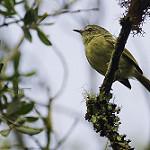Лесной каричи / Phylloscartes ventralis