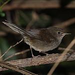 Knysna Warbler / Bradypterus sylvaticus