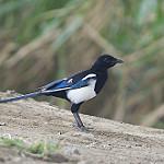 Oriental Magpie / Pica serica