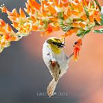 Американский ремез / Auriparus flaviceps