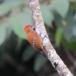 Огненоспинный дятел / Veniliornis kirkii