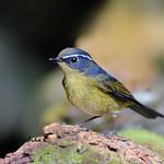 White-browed Bush Robin / Tarsiger indicus