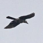 Новогвинейская ворона / Corvus tristis