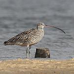 Дальневосточный кроншнеп / Numenius madagascariensis