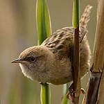 Apolinar's Wren / Cistothorus apolinari