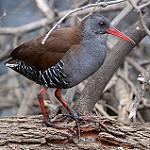 Капский пастушок / Rallus caerulescens