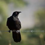 White-winged Chough / Corcorax melanorhamphos