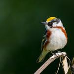 Chestnut-sided Warbler / Setophaga pensylvanica