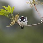 Red-billed Pied Tanager / Lamprospiza melanoleuca