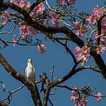 Yellow-billed Cotinga / Carpodectes antoniae