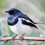 Мадагаскарский шама / Copsychus albospecularis