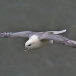 Northern Fulmar / Fulmarus glacialis
