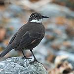 Chilean Seaside Cinclodes / Cinclodes nigrofumosus