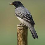 Black-headed Cuckooshrike / Lalage melanoptera