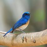 Malaysian Blue Flycatcher / Cyornis turcosus