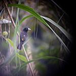 Selva Cacique / Cacicus koepckeae