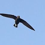 Silver-rumped Spinetail / Rhaphidura leucopygialis