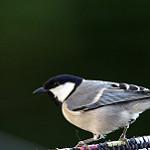 фото