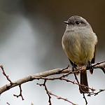 Patagonian Tyrant / Colorhamphus parvirostris