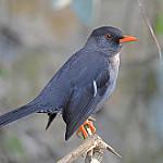 White-chinned Thrush / Turdus aurantius
