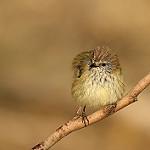 Striated Thornbill / Acanthiza lineata