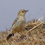 Эфиопская цистикола / Cisticola lugubris