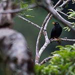Светлоглазый дрозд / Turdus leucops