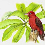 Crimson Fruitcrow / Haematoderus militaris