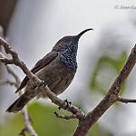 Seychelles Sunbird / Cinnyris dussumieri