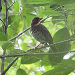 Principe Thrush / Turdus xanthorhynchus