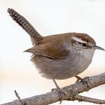 Bewick's Wren / Thryomanes bewickii