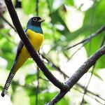 Choco Black-throated Trogon / Trogon cupreicauda