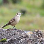 Long-tailed Cinclodes / Cinclodes pabsti