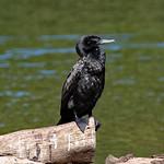Чёрный баклан / Phalacrocorax sulcirostris