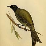 Чатемский медосос-колокольчик / Anthornis melanocephala