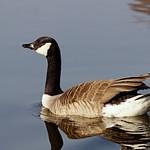Canada Goose / Branta canadensis