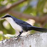 Сине-белый пересмешник / Melanotis hypoleucus