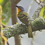 Lagden's Bushshrike / Malaconotus lagdeni
