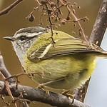 Lemon-rumped Warbler / Phylloscopus chloronotus