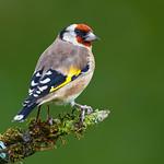 Черноголовый щегол / Carduelis carduelis
