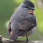 Желтогорлый эполетник / Iodopleura pipra