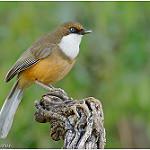 White-throated Laughingthrush / Pterorhinus albogularis